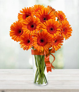 Gerbera Fantasy 