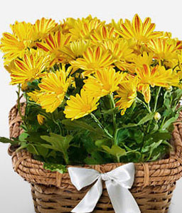 Potted Chrysanthemum