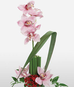 Opulent Orchids