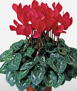 Red Flowering Plant