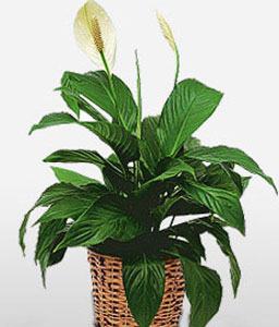 The Pristine Peace Lily