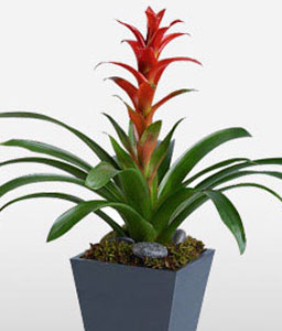 The Tropical Bromeliad