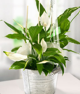 Big Peace Lily