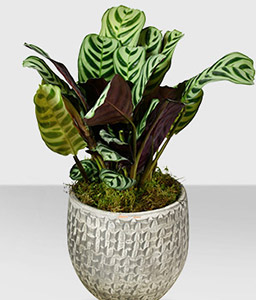 Calathea Plant