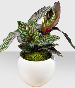 Calathea Sanderiana Native Plant