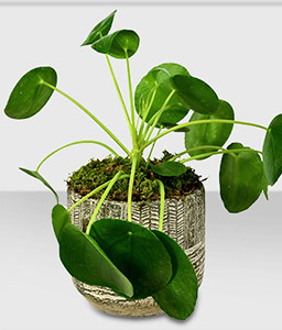 Chinese Money Plant