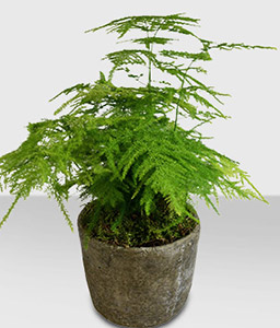 Asparagus Fern Plant