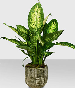 Dumb Cane Plant