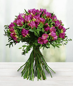 Freesia Fancy