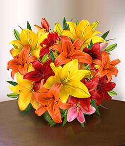 Darwin Delight <span>Mixed Asiatic Lilies</span>