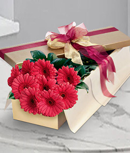 Adored - Red Gerberas