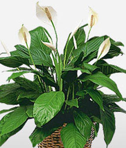 Peace Lily Sympathy Plant