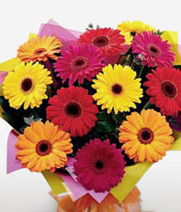 Rainbow Burst of Gerberas