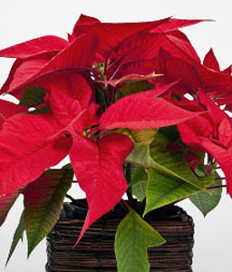 Red Poinsettia