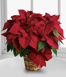 Red Poinsettia