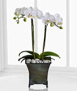 Orquidea Branca - Phalaenopsis Orchid Plant