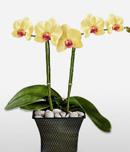 Phalaenopsis Orchids Plant