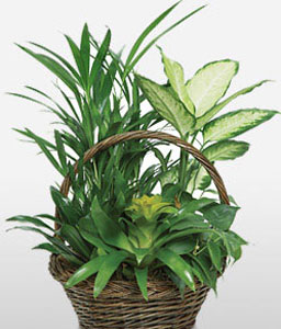 Bromeliad Basket 