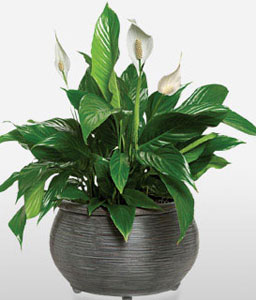 Peace Lily Funeral Plant