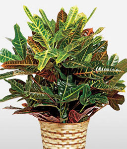 Colorful Potted Croton Plant