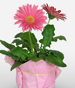 Pink Gerberas Plant