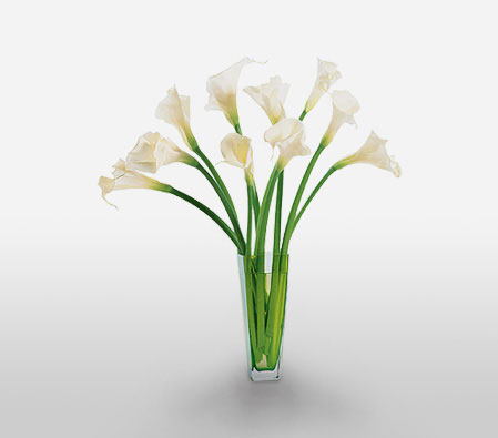 Calla Magic-White,Arrangement