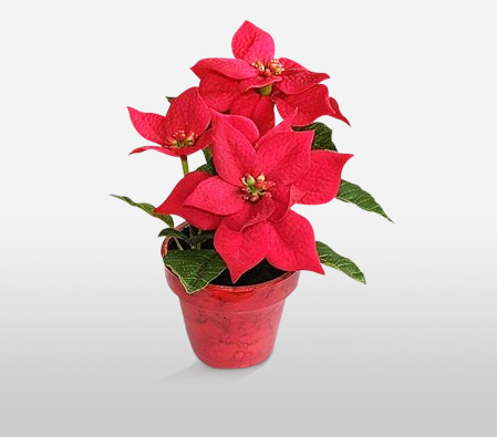 Festive Red Poinsettia-Red,Poinsettia,Plant