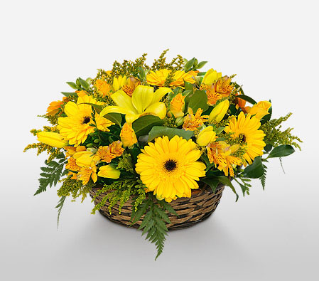 Winning Streak-Yellow,Daisy,Gerbera,Lily,Arrangement,Basket