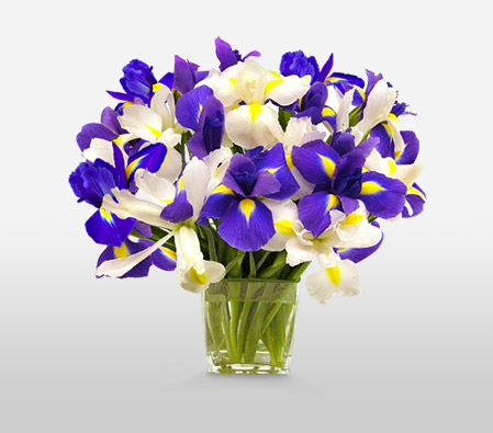 Ocean View-Blue,Purple,White,Iris,Arrangement