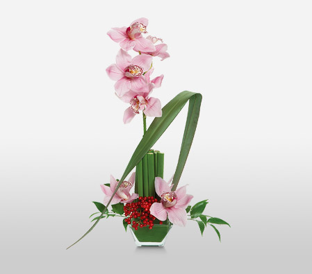 Opulent Orchids-Pink,Orchid,Arrangement