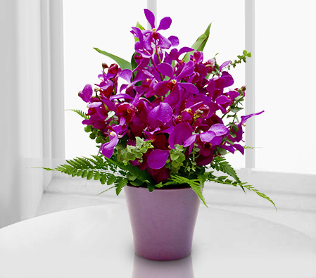 Premium Orchids-Green,Lavender,Purple,Violet,Orchid,Arrangement