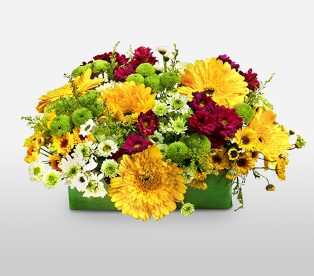 Golden Garden-Garden,Yellow,Mixed,Gerberas