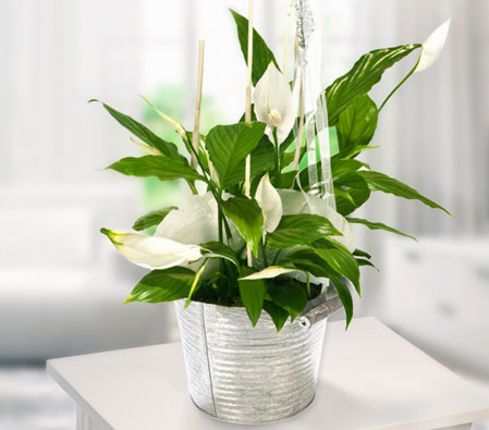 Big Peace Lily