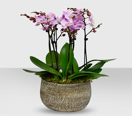 Phalaenopsis Pink Orchid Plant