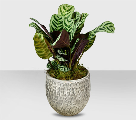 Calathea Plant