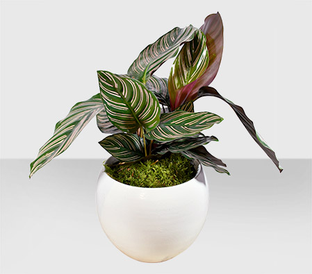 Calathea Sanderiana Native Plant