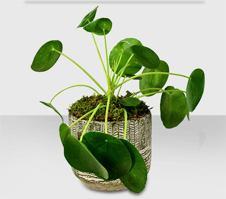 Chinese Money Plant