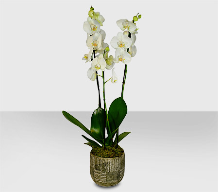 Doubled Stemmed White Orchid Plant