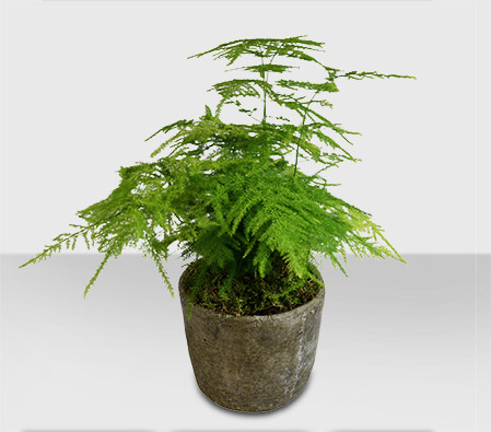 Asparagus Fern Plant