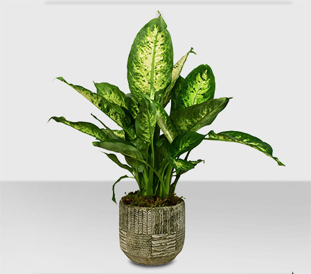 Dumb Cane Plant