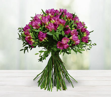 Freesia Fancy