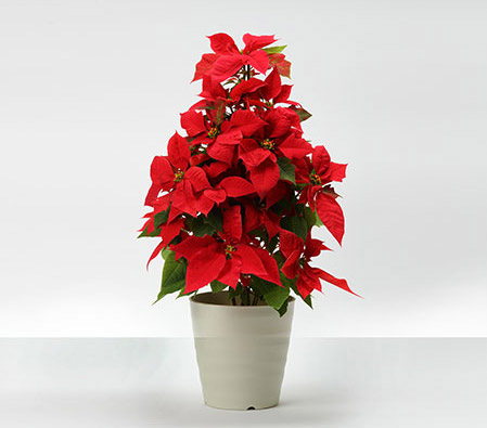 Poinsettia Tower