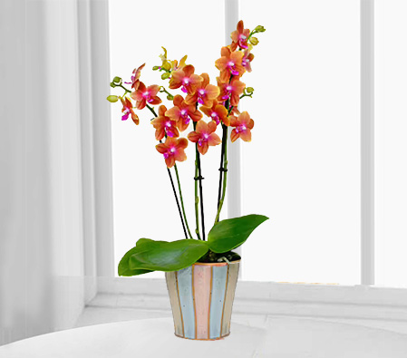 Orange orchid in Ceramic Pot