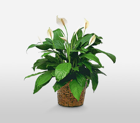 Peace Lily Sympathy Plant-White,Lily,Plant