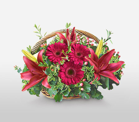 Just Because-Red,Daisy,Gerbera,Lily,Arrangement,Basket