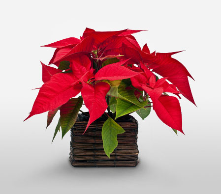 Red Poinsettia-Red,Poinsettia,Arrangement