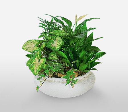 Planthouse-Green,Plant