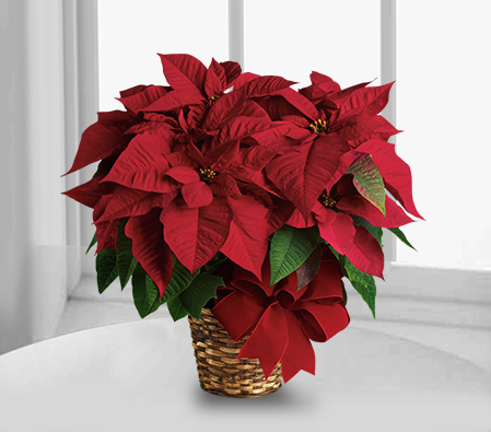 Red Poinsettia-Red,Poinsettia,Plant