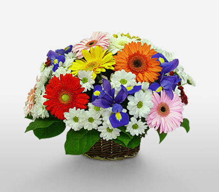 Fiesta-Blue,Mixed,Orange,Pink,Purple,Red,Violet,White,Yellow,Daisy,Gerbera,Iris,Mixed Flower,Arrangement,Basket