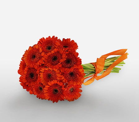 Crimson Daisies-Red,Daisy,Gerbera,Bouquet